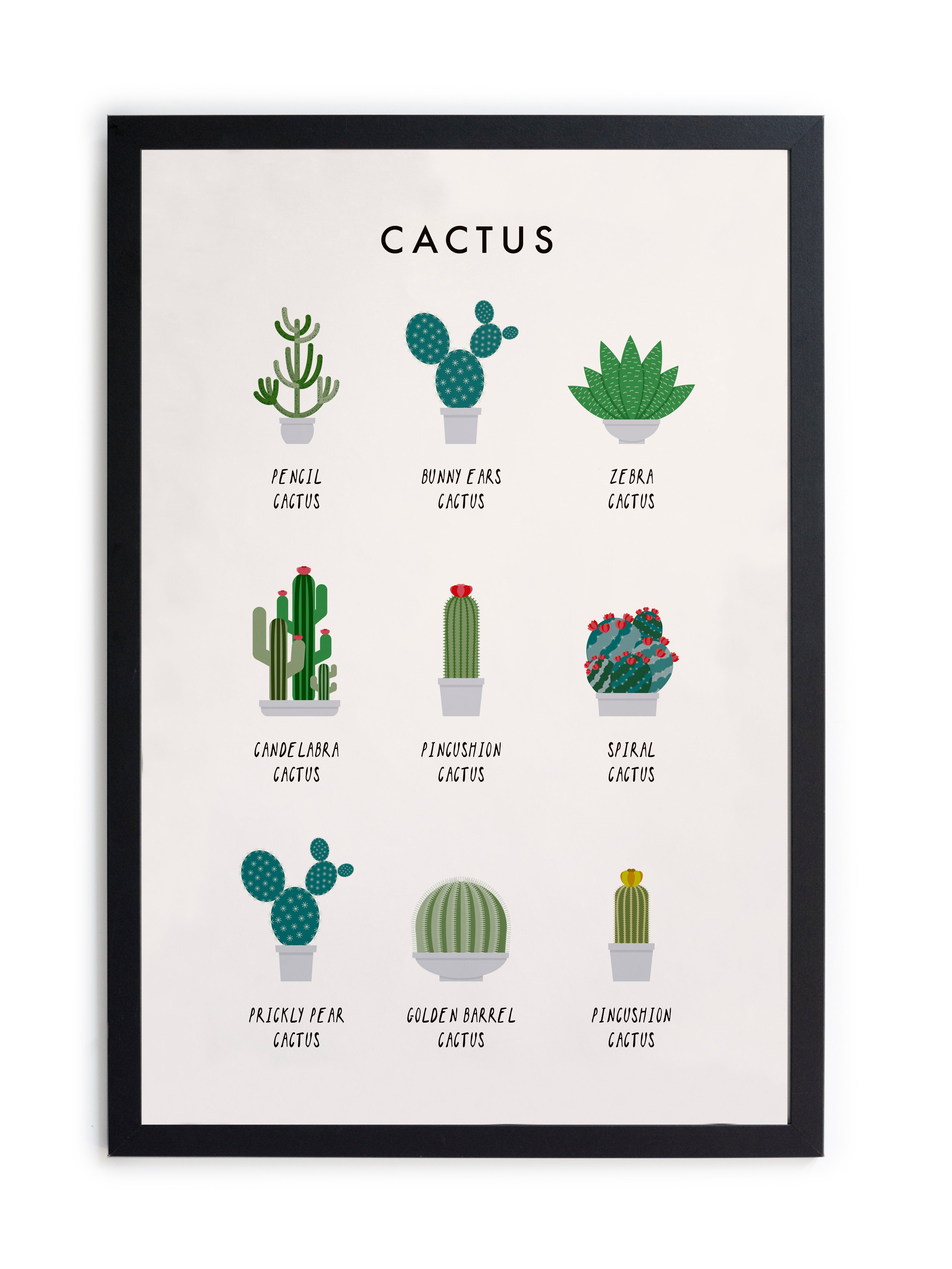 Zwarte lijst met kader 40×30 cactus